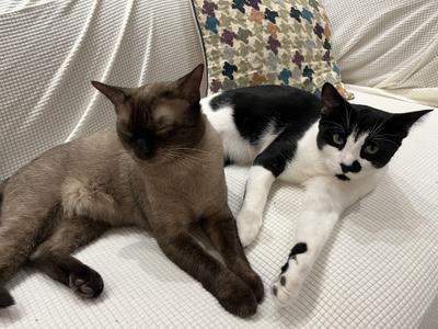 Deuce and Tux, adult, available for adoption