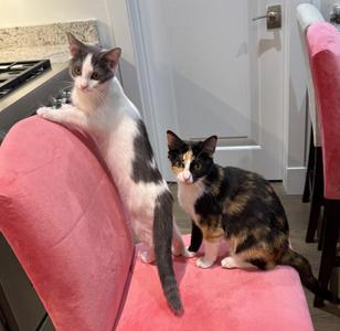 Daisy and Aster, young, available for adoption