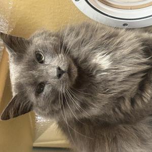 Bunny, adult, available for adoption