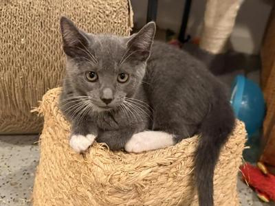 Barnacle, kitten, available for adoption