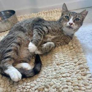 Kiki, adult, available for adoption