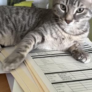 Ariel, young, available for adoption