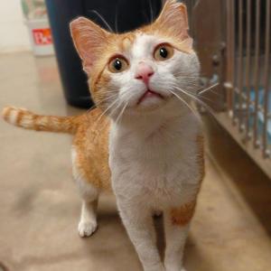Henry, adult, available for adoption