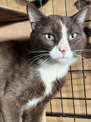 Cocoa, young, available for adoption