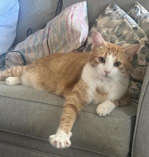 An orange and white cat lying on a gray couch with patterned pillows.