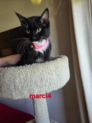 Love Bug Litter, kitten, available for adoption