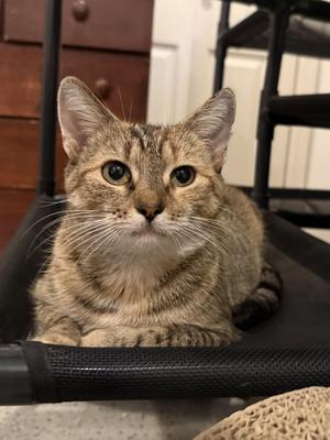 Coral, young, available for adoption