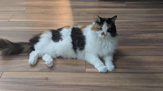 A fluffy calico cat with white, black, and orange fur is lying on a wooden floor. The cat has a long tail and is looking directly at the camera.