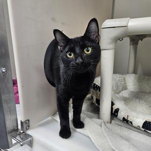 A black cat with yellow eyes standing on a white surface, looking directly at the camera.