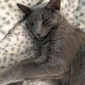 Jerek, young, available for adoption