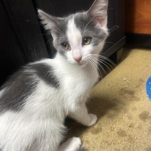 Aster and Rue, kitten, available for adoption