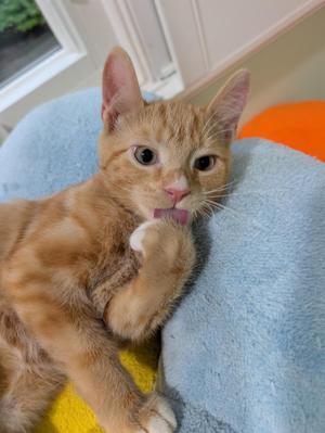 An orange tabby cat lying on a blue blanket, licking its paw.