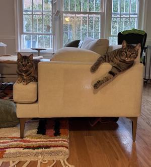 Cookie and Pumpkin, young, available for adoption
