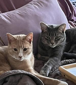 Jedi and Yoda AKA Tumnus and Edmund, adult, available for adoption