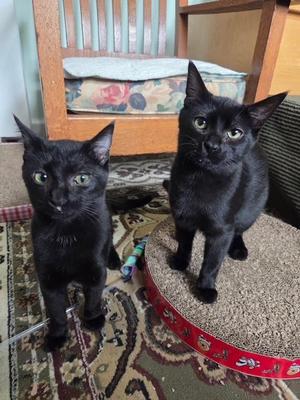 Glacier and Shenandoah, young, available for adoption