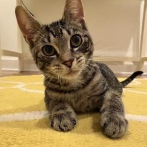 Kitten Kaboodle, kitten, available for adoption