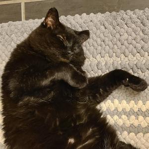 Chubby Cheeks AKA Gobbi, senior, available for adoption