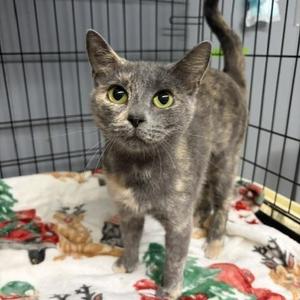 Katrina, young, available for adoption