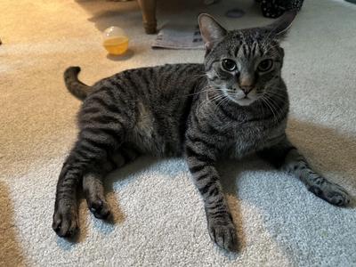 Elma, adult, available for adoption