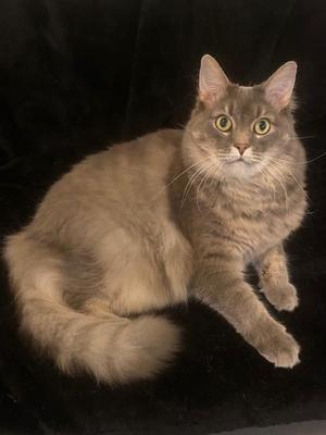 Muffin AKA Woody, adult, available for adoption