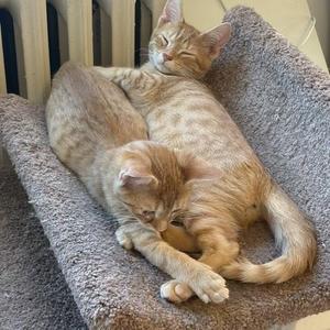 Two orange cats sleeping on a cat tree