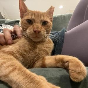George, young, available for adoption