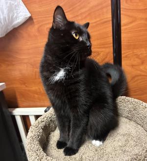 Lucky 7, young, available for adoption