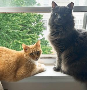 Panchito and Luca, adult, available for adoption