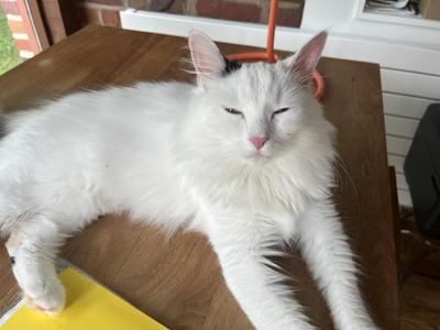 Little Girl (aka White Fury), young, available for adoption