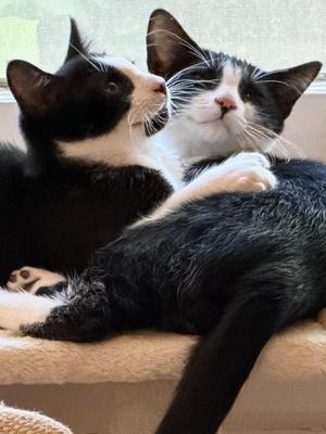 Lonstocking and Bandito, young, available for adoption
