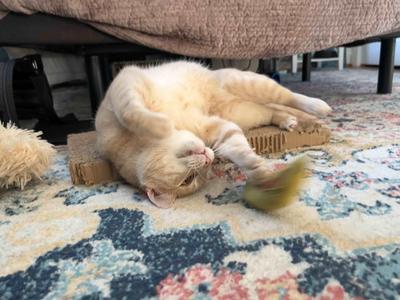 Hercules, adult, available for adoption