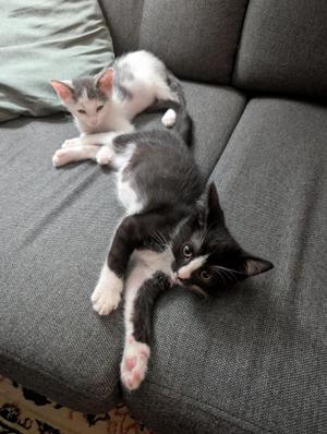 Berry Pie and JJ Sneed, kitten, available for adoption