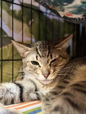 Morgan, adult, available for adoption
