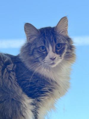 Mirabelle, adult, available for adoption