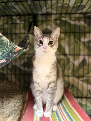 Winona, young, available for adoption