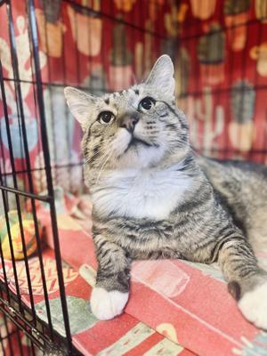 Estabon, adult, available for adoption