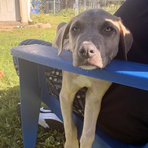 Salem, Mixed Breed, puppy, available for adoption