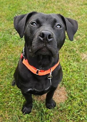 Koala, Black Labrador Retriever, puppy, available for adoption