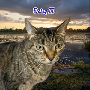 Daisy(2), adult, available for adoption