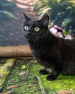 Mama, adult, available for adoption
