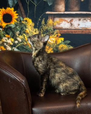 Libra, kitten, available for adoption