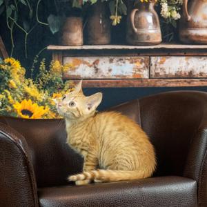 Helios, kitten, available for adoption