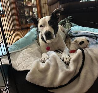 Maggie - Sponsored Fee, Mixed Breed / Pit Bull Terrier, senior, available for adoption