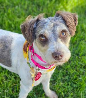 Pearl, Poodle, young, available for adoption