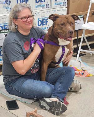 Uno, Pit Bull Terrier / Mastiff, adult, available for adoption