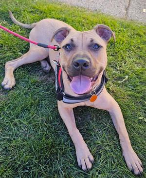 Timmy, Mixed Breed, puppy, available for adoption