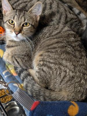 A tabby cat is lying down on a blue blanket with yellow and orange patterns.