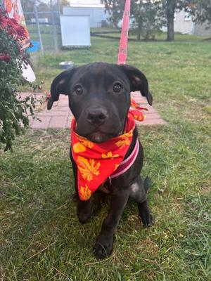 Ember, Black Labrador Retriever, puppy, available for adoption