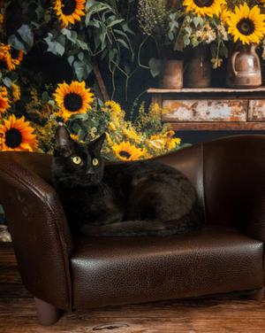 Magic, adult, available for adoption
