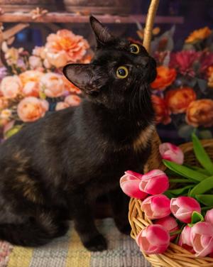 Mavis, adult, available for adoption